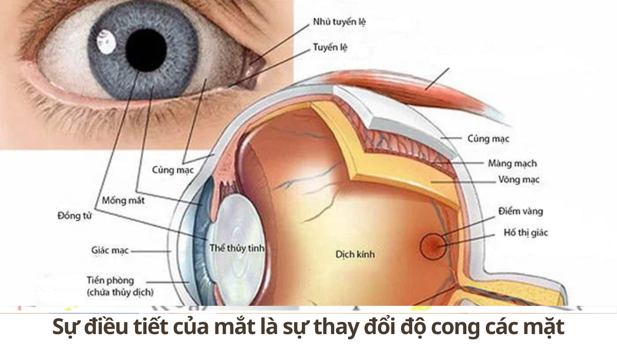 Sự điều tiết của mắt là sự thay đổi - Hiểu rõ cơ chế và cách bảo vệ thị lực