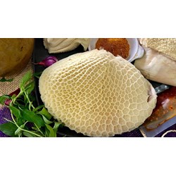 Lá sách bò là gì? Cách chọn, sơ chế sách bò trắng, sạch, không hôi