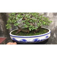 Cây canh châu là cây gì? Cây canh châu có tác dụng gì?