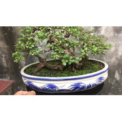 Cây canh châu là cây gì? Cây canh châu có tác dụng gì?