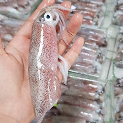 Thành phần dinh dưỡng từ mực ống như thế nào?