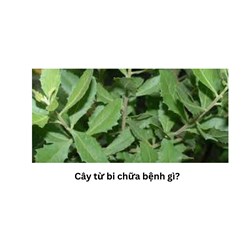Cây từ bi chữa bệnh gì?