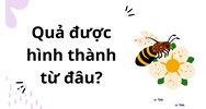 Quả được hình thành từ đâu?
