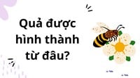 Quả được hình thành từ đâu?