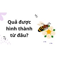 Quả được hình thành từ đâu?