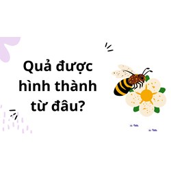 Quả được hình thành từ đâu?
