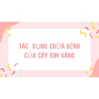 Tác  dụng chữa bệnh của cây kim vàng