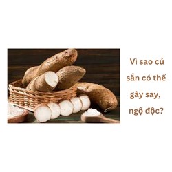 Vì sao củ sắn có thể gây say, ngộ độc?