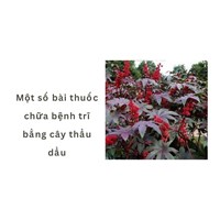 Một số bài thuốc chữa bệnh trĩ bằng cây thầu dầu