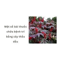 Một số bài thuốc chữa bệnh trĩ bằng cây thầu dầu