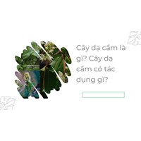 Cây dạ cẩm có tác dụng gì theo kinh nghiệm dân gian?