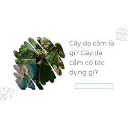 Cây dạ cẩm có tác dụng gì theo kinh nghiệm dân gian?