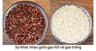 Sự khác nhau giữa gạo lứt và gạo trắng