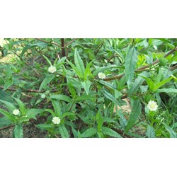 Cỏ mực (nhọ nồi) có tác dụng gì?