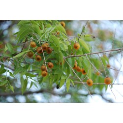 Công dụng của cây bồ hòn mà không phải ai cũng biết