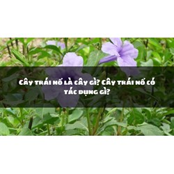 Cây trái nổ là cây gì? Cây trái nổ có tác dụng gì?