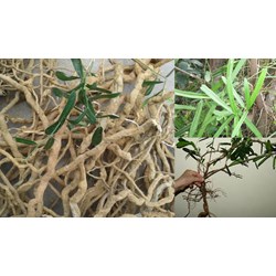Công dụng của cây xáo tam thân là gì?