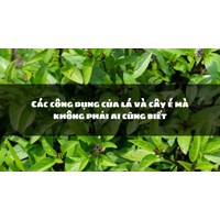 Các công dụng của lá và cây é mà không phải ai cũng biết