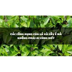 Các công dụng của lá và cây é mà không phải ai cũng biết