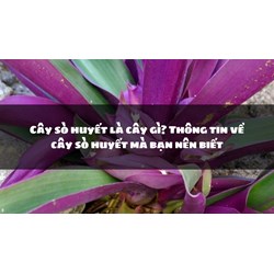 Cây sò huyết là cây gì? Thông tin về cây sò huyết mà bạn nên biết