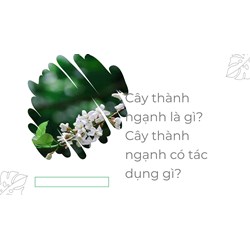 Cây thành ngạnh là gì? Cây thành ngạnh có tác dụng gì?