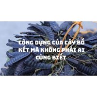 Công dụng của cây bồ kết mà không phải ai cũng biết