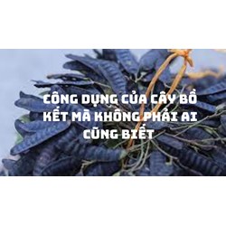 Công dụng của cây bồ kết mà không phải ai cũng biết