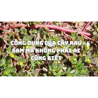 Công dụng của cây rau sam mà không phải ai cũng biết