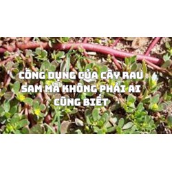Công dụng của cây rau sam mà không phải ai cũng biết