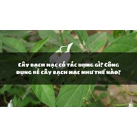 Cây bạch hạc có tác dụng gì? Công dụng rễ cây bạch hạc như thế nào?