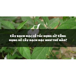 Cây bạch hạc có tác dụng gì? Công dụng rễ cây bạch hạc như thế nào?