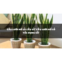 Cây lưỡi hổ là cây gì? Cây lưỡi hổ có tác dụng gì?