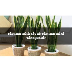 Cây lưỡi hổ là cây gì? Cây lưỡi hổ có tác dụng gì?