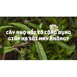 Cây nhọ nồi có công dụng giúp hạ sốt hay không?