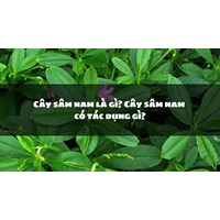 Cây sâm nam là gì? Cây sâm nam có tác dụng gì?
