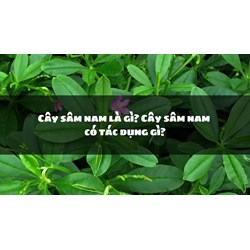 Cây sâm nam là gì? Cây sâm nam có tác dụng gì?
