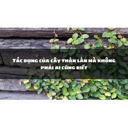 Tác dụng của cây thằn lằn mà không phải ai cũng biết