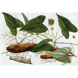 Cây củ mài là gì? Cây củ mài có công dụng gì?