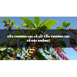 Cây thương lục là gì? Cây thương lục có độc không?
