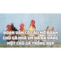 Đoạn văn có câu mở đoạn Chú gà nhà em đã ra dáng một chú gà trống đẹp