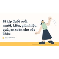 Bí kíp đuổi ruồi, muỗi, kiến, gián hiệu quả ,an toàn cho sức khỏe