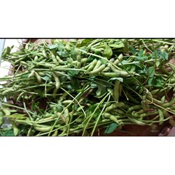Quả đậu tương có tác dụng gì theo như kinh nghiệm dân gian?