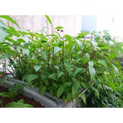 Ăn rau đay có tốt cho sức khỏe không?