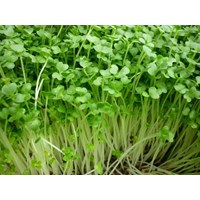 Cỏ linh lăng có tác dụng gì cho sức khỏe theo dân gian?