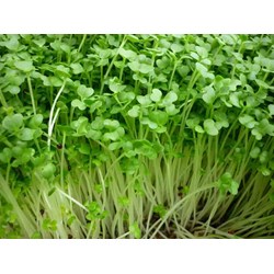 Cỏ linh lăng có tác dụng gì cho sức khỏe theo dân gian?