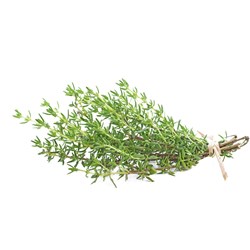 Cây xạ hương là gì? Cây xạ hương có độc hay không?