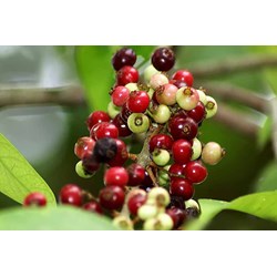 Cây sắn thuyền có tác dụng gì theo kinh nghiệm dân gian?
