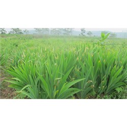 Các công dụng của cây rẻ quạt mà không phải ai cũng biết