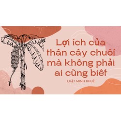 Lợi ích của thân cây chuối mà không phải ai cũng biết