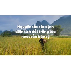 Nguyên tắc xác định diện tích đất trồng lúa nước cần bảo vệ